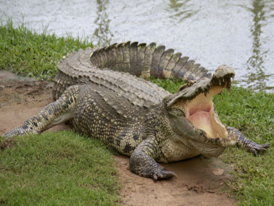 Bhitarkanika Wildlife Tour